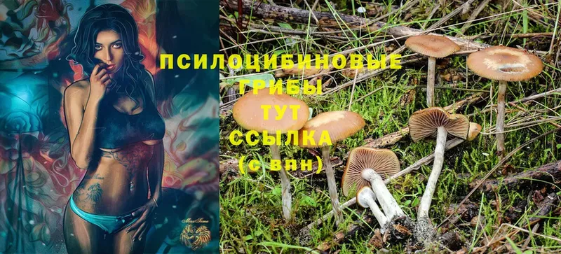 Псилоцибиновые грибы GOLDEN TEACHER  где можно купить   Шацк 